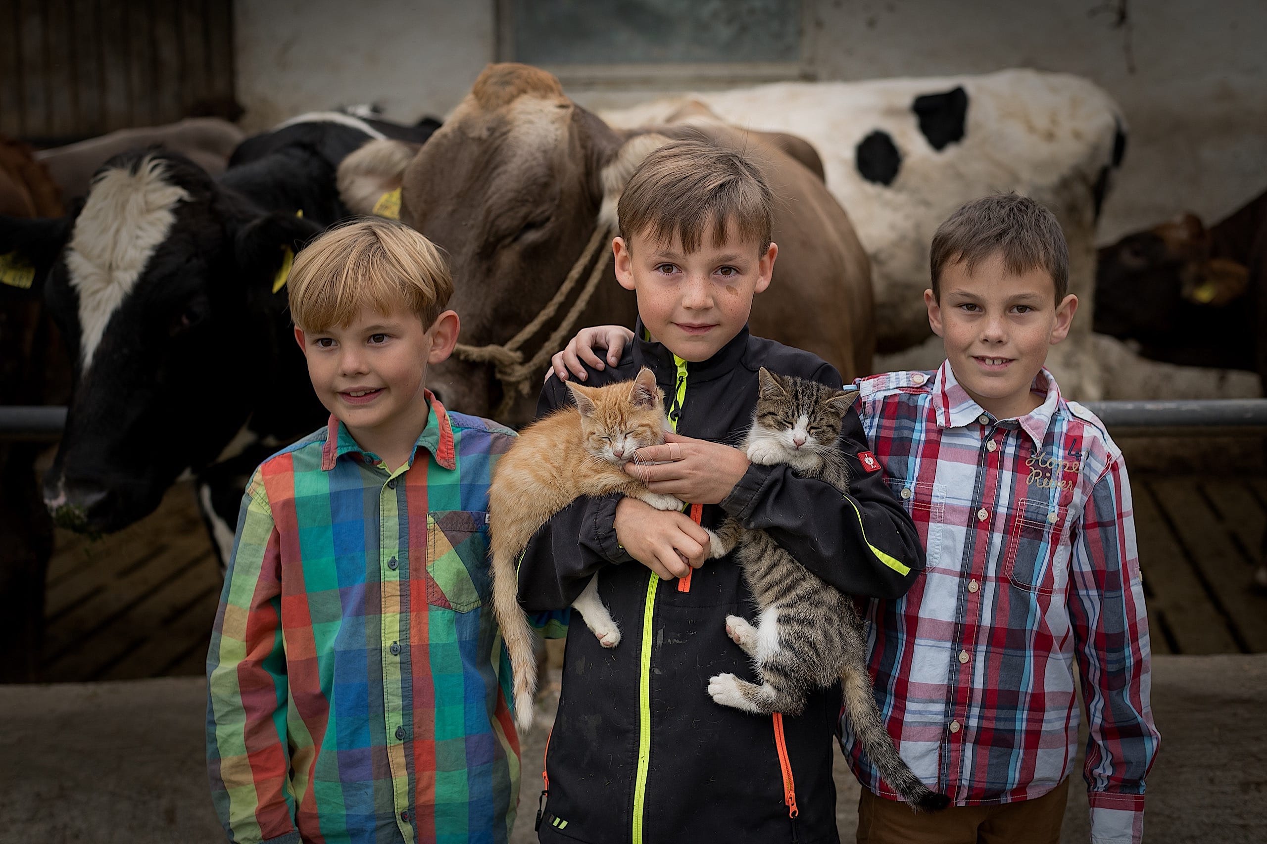 Ferienhof Rösch Jungs mit Katzen und Kühen