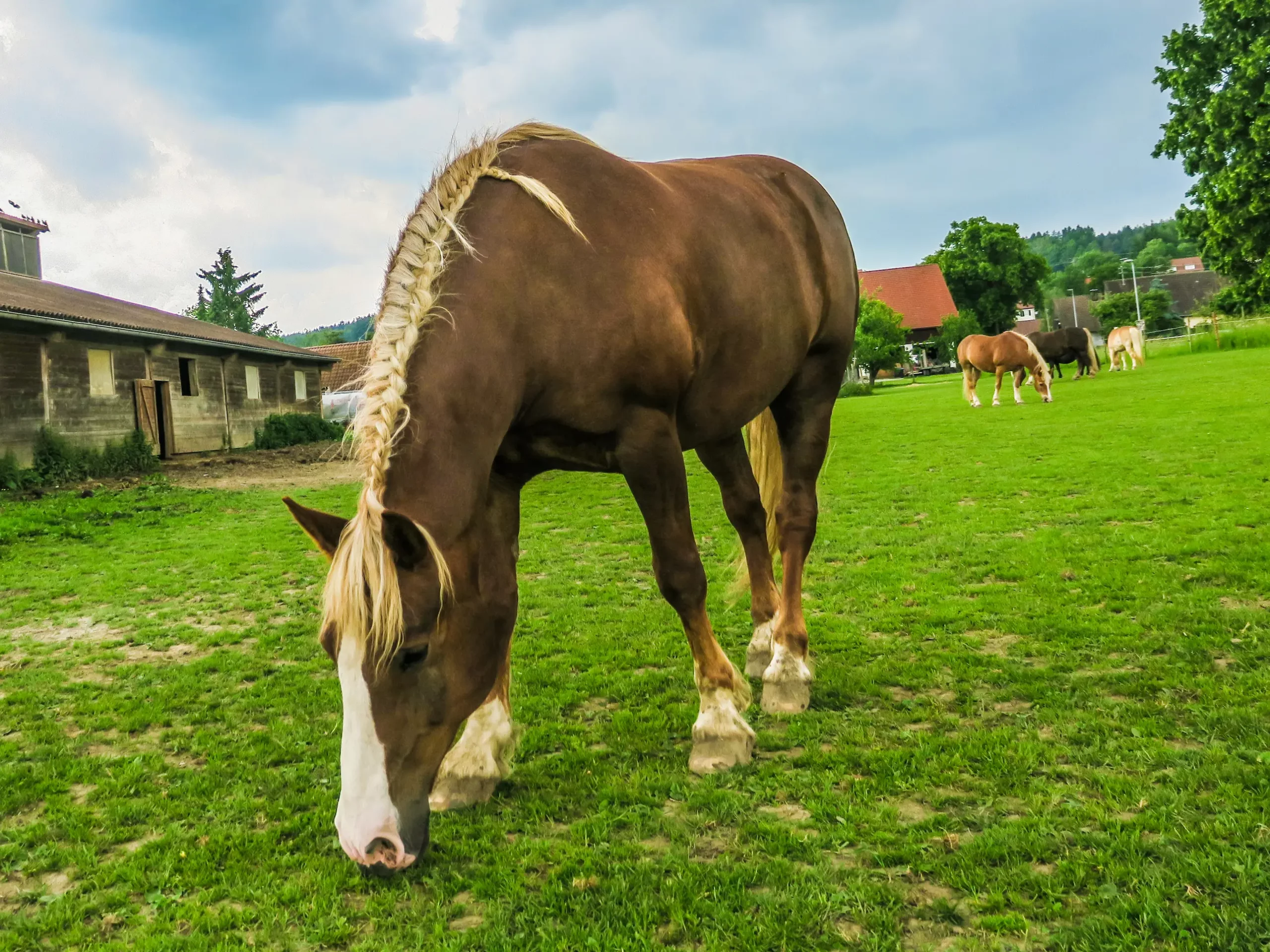Ferienhof Rösch Pferde auf Koppel