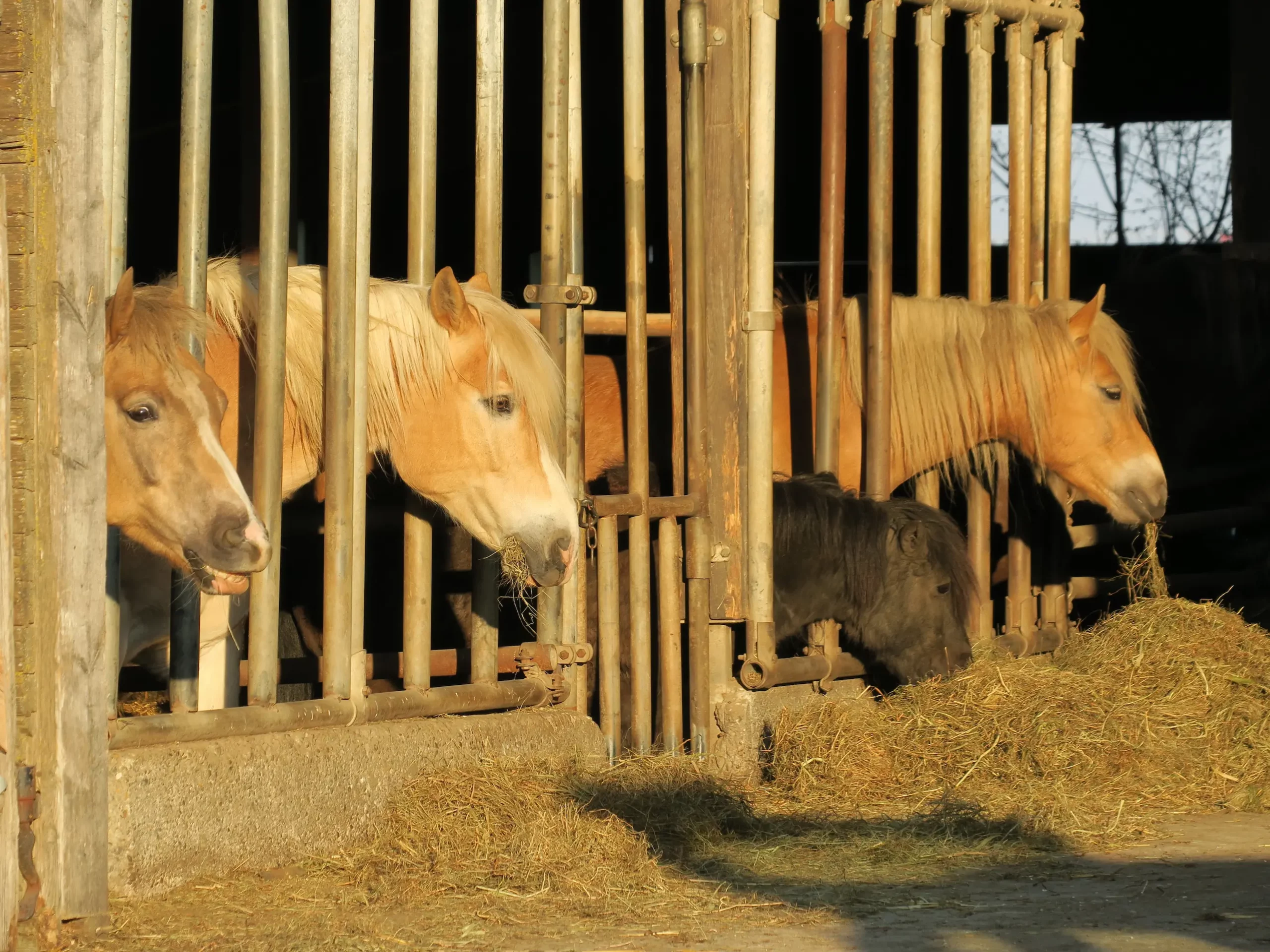 Ferienhof Rösch Pferde im Stall